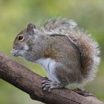 Scoiattolo grigio (Sciurus carolinensis) Wikimedia birdphotos.com